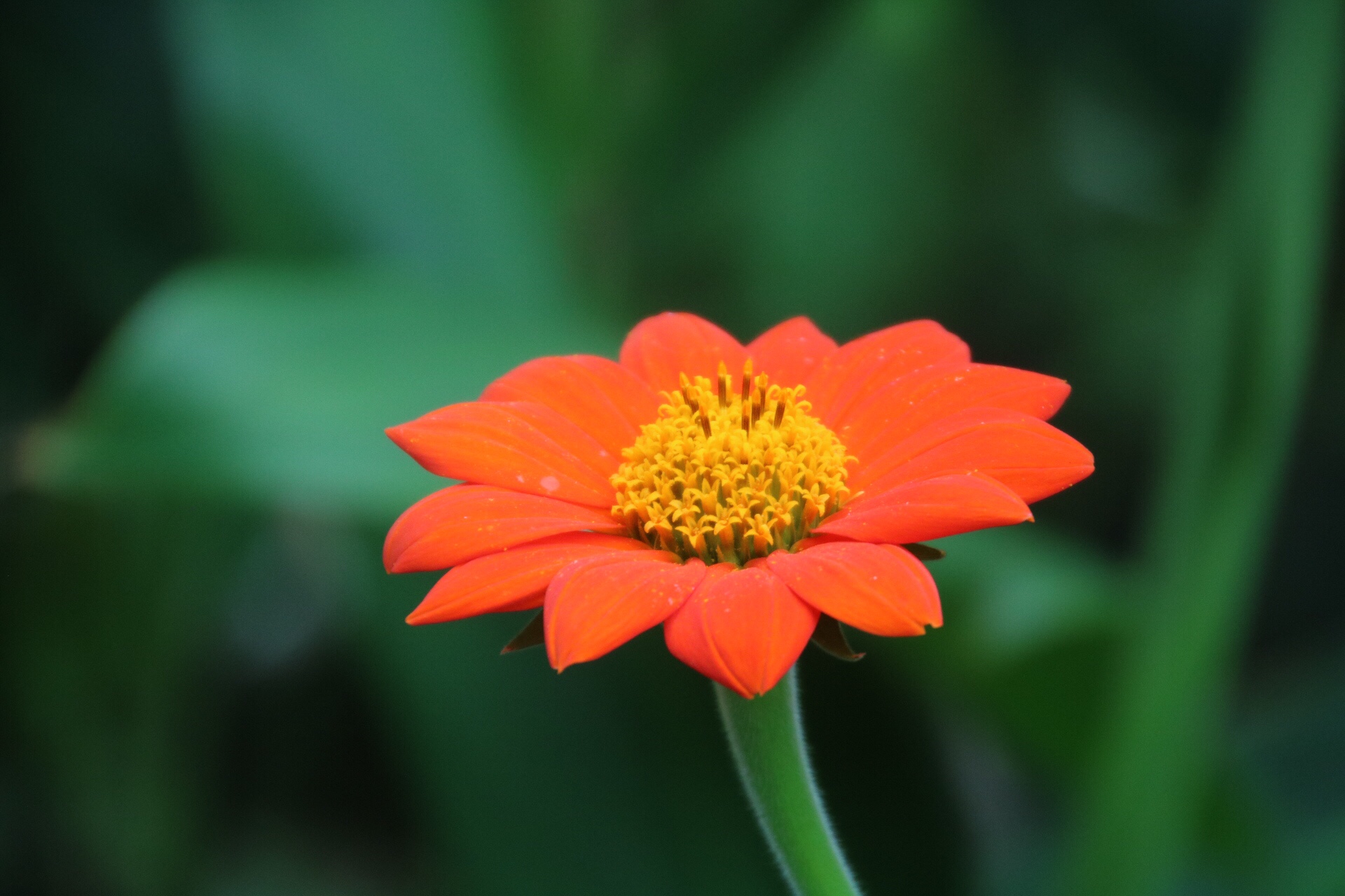 Tithonia